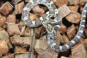 Serpiente del Maiz (Maicera) Anery Het Scaleless Hembra ID RC-32