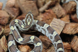 Serpiente del Maiz (Maicera) Anery Het Scaleless Hembra ID RC-32