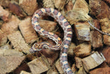 Serpiente del Maiz (Maicera) Okeete Het Scaleless Anery ph Amel Macho ID RC-35