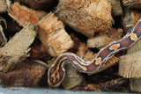 Serpiente del Maiz (Maicera) Okeete Het Scaleless Anery ph Amel Macho ID RC-35