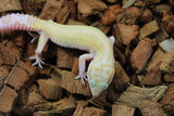 Gecko Leopardo Raptor Macho ID R6-03