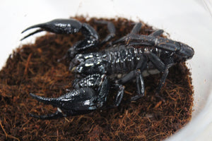 Escorpion Asiatico (Heterometus sp)