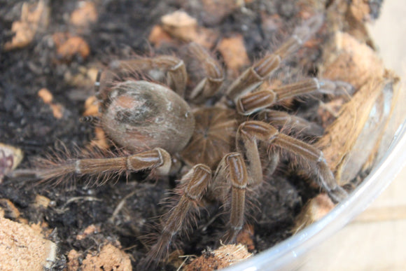 Tarantula Goliath (T. Stirmi)