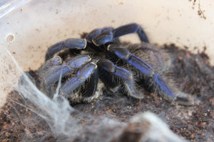 Tarantula Azul Cobalto (Haplopelma Lividum)