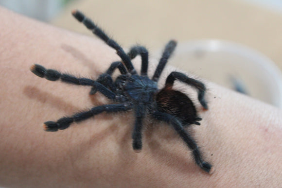 Tarantula Dedos Rosas (Avicularia Avicularia)