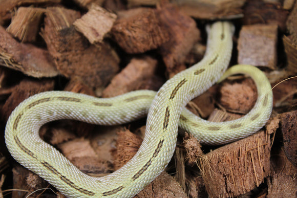 Serpiente Nariz de Cerdo ( Hoggnose ) Conda Stripe Het Toffe Hembra ID RC-23