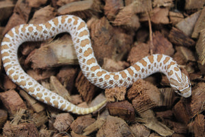 Serpiente Nariz de Cerdo ( Hoggnose ) Het Pistachio Hembra ID RC-27