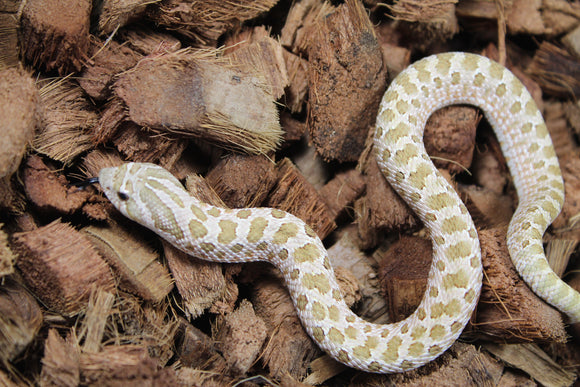 Serpiente Nariz de Cerdo ( Hoggnose ) Pistachio Macho ID RC-48