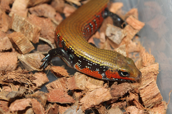 Skink de Fuego (Riopa Fernandi)