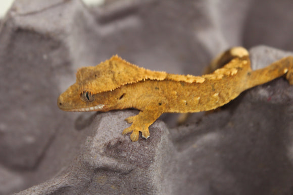 Gecko Crestado Dalmatian