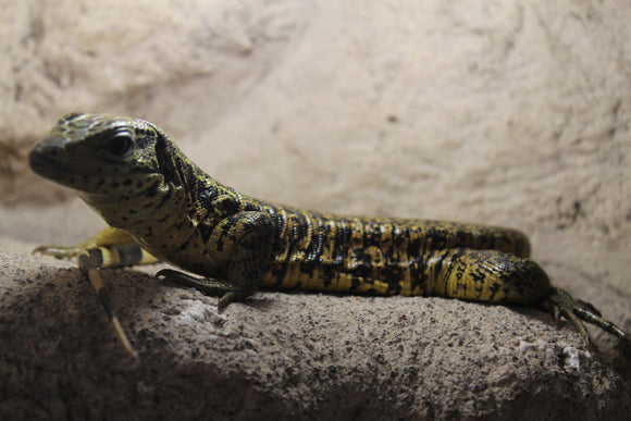 Tegu Dorado (Colombiano)