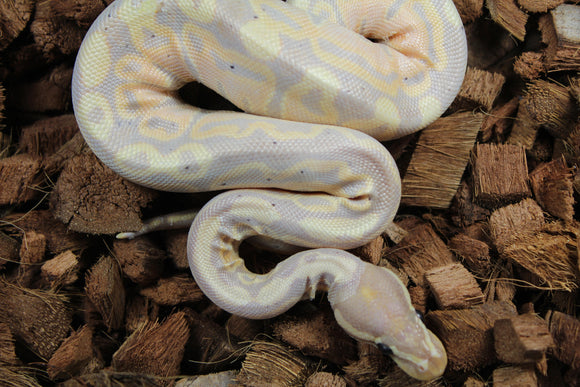 Piton Bola Banana Mahogany Het Tri Stripe Hembra ID R4-08