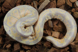 Piton Bola Banana Mahogany Het Tri Stripe Hembra ID R4-08