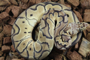 Piton Bola Pastel Clown 100% Het dessert Ghost Hembra ID R5-04