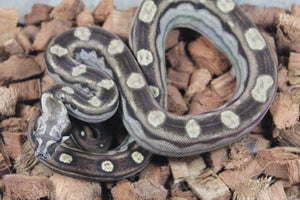 Boa Colombiana Motley 100% Het Sharp Anery Hembra ID R4-11