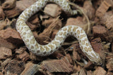 Serpiente Nariz de Cerdo (hoggnose) Het Lavender Macho ID RC-16