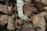 Serpiente Nariz de Cerdo (hoggnose) Het Lavender Macho ID RC-16