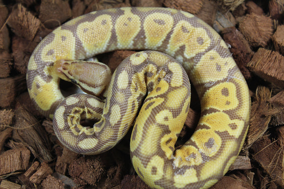 Piton Bola Ultramel Macho ID R14-03