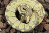 Piton Bola Ultramel Macho ID R14-06