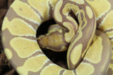 Piton Bola Ultramel Macho ID R14-06