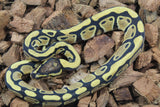 Piton Bola Orange Dream Yellowbelly Macho ID R16-08