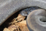 Piton Bola SUMA (Super Mahogany) 100% Het Pied Macho ID R9-15