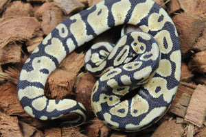 Piton Bola Pastel DH Ultramel Puzzle Macho ID R3-17