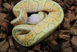 Piton Bola Hypo Superblast Macho ID R1-20