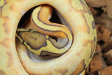 Piton Bola Pied Hypo Enchi Hembra ID R11-06 Pequeño Paradox tipo Axanthic