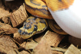 Piton Bola Clown Pied Macho ID R11-12