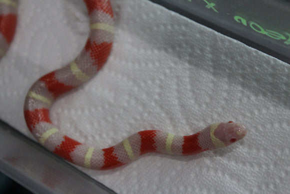 Falsa Coral Nelson x Puebla Albina Macho ID RC-10