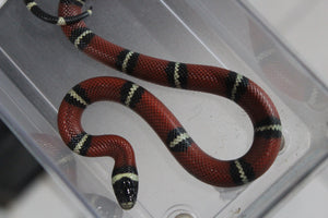 Falsa Coral de Sinaloa Macho ID RC-11