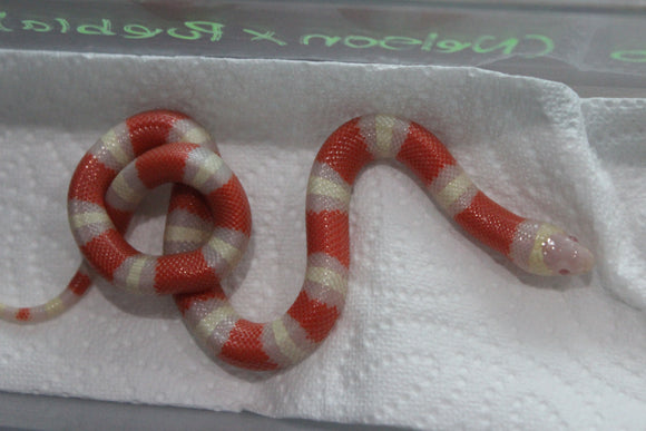 Falsa Coral Nelson x Puebla Albina Hembra iD RC-12