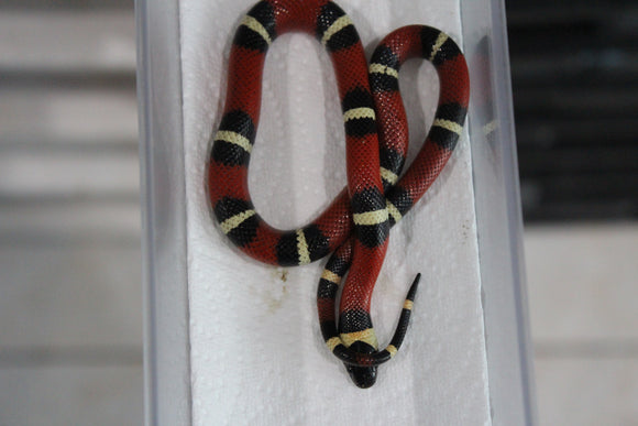 Falsa Coral Nelson x Puebla MAcho ID RC-17