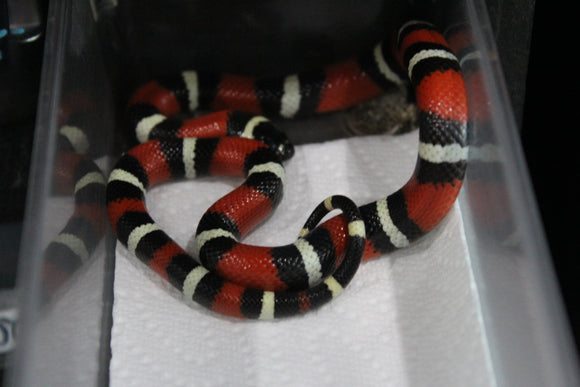 Falsa Coral Nelson x Puebla Hembra ID RC-24