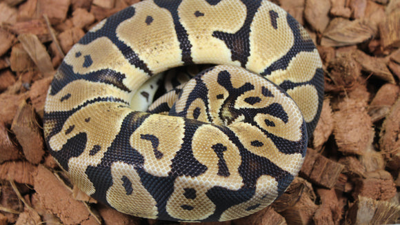 Piton Bola Pastel 100% Het Lavender Macho ID R8-03