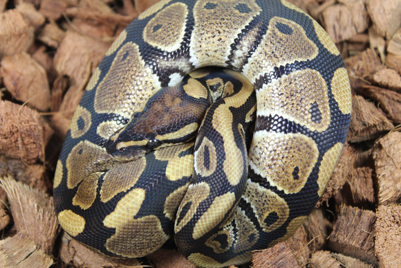 Piton Bola Nominal Macho ID R8-13