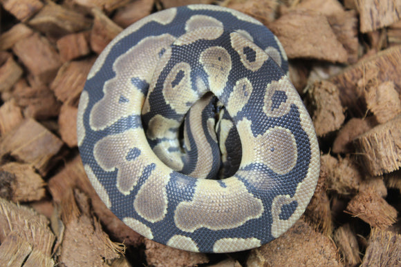 Piton Bola Nominal TH VPI Lavender Pied Macho ID R9-04