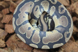 Piton Bola Nominal TH VPI Lavender Pied Macho ID R9-04