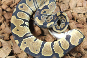 Piton Bola Nominal DH Sunset Hypo macho ID R11-18