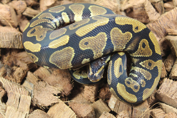 Piton Bola Yellowbelly Het DG Macho ID R12-12