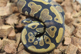 Piton Bola Yellowbelly Het DG Macho ID R12-12