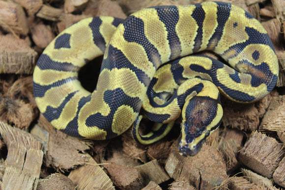Piton Bola Enchi Yellowbelly Het DG Macho ID R12-15