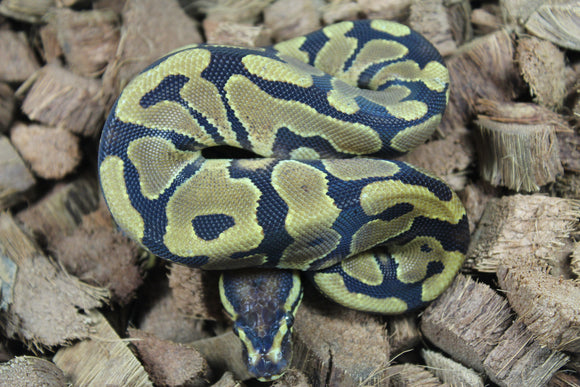 Piton Bola Enchi het DG Hembra ID R12-16