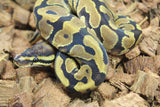 Piton Bola Enchi het DG Hembra ID R12-16