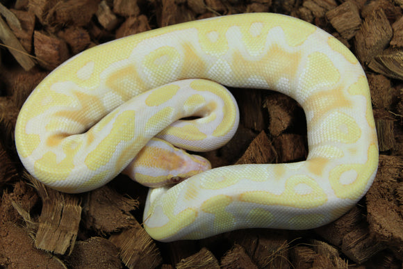 Piton Bola Mojave Orange Dream Lavender Macho ID R1-02