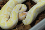 Piton Bola Mojave Orange Dream Lavender Macho ID R1-02