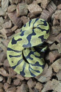 Piton Bola Super ENchi Het DG Macho ID R3-11