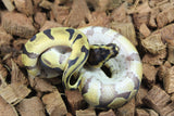 Piton Bola Super ENchi Het DG Macho ID R3-11