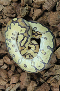 Piton Bola Clown Fire Het Lavender Macho ID R4-06